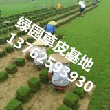 2015年湖北馬尼拉草皮標準價格