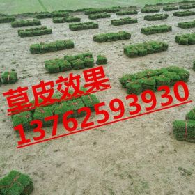 湖南長(zhǎng)沙馬尼拉草皮規(guī)定價(jià)格、綠園草皮價(jià)格