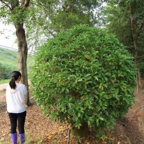 非洲苿莉、華灰莉木、箐黃果