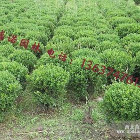 海桐球,海桐球价格,海桐小苗,海桐种籽,红叶石楠球，杜鹃球，