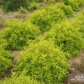 金葉蕕 彩葉植物金葉蕕 營(yíng)養(yǎng)杯金葉蕕小苗