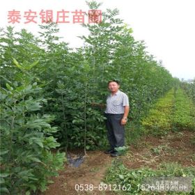 山东白蜡树苗价格 供应白蜡树苗多少钱一棵 工程白蜡行道树价格