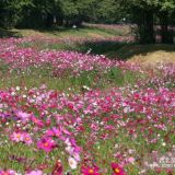 供應(yīng)花卉種子波斯菊種子等