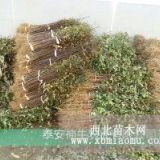 50公分高花椒樹(shù)苗哪里有賣(mài)的 山東花椒樹(shù)苗