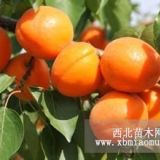 金太陽(yáng)杏樹苗價(jià)格多少錢一棵