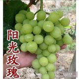 山東大澤山 一年生種苗 陽(yáng)光玫瑰 葡萄苗 南北方種植果樹(shù)苗