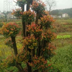 多杆造型小叶红芽赤楠图片，精品赤楠古树桩盆景价格