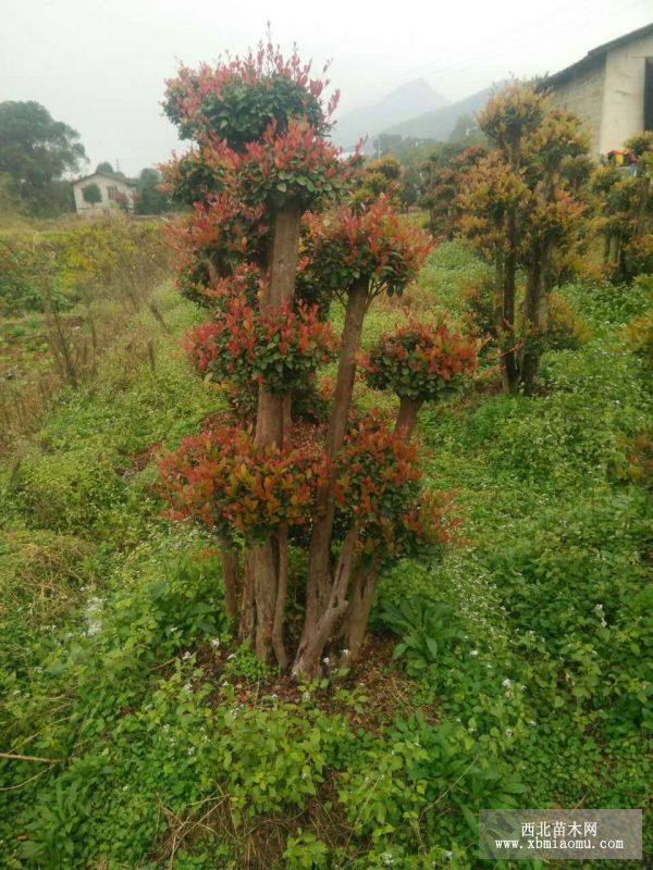 多杆造型小叶红芽赤楠图片,精品赤楠古树桩盆景