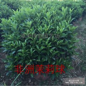 非洲茉莉球|漳州非洲茉莉球|福建非洲茉莉球