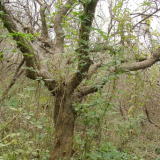 石榴冬季葉落栽培，來年長勢旺，成活率高，心晴石榴苗圃正在熱銷