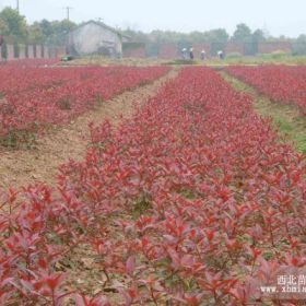 紅葉石楠（小苗，球形，叢生，高桿）