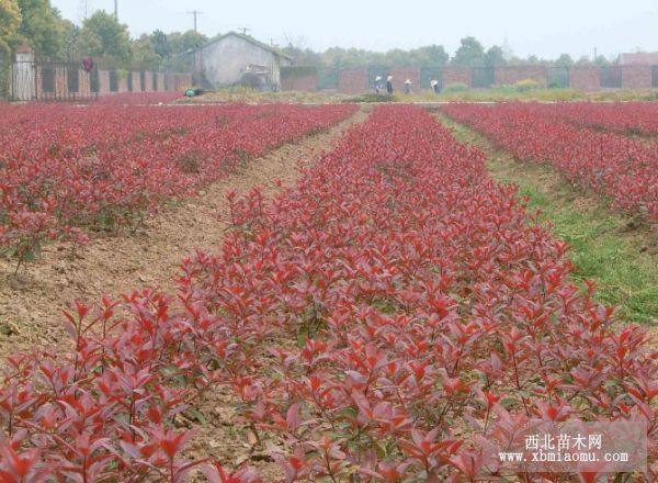 紅葉石楠