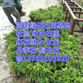 毛杜鹃价格30公分高度