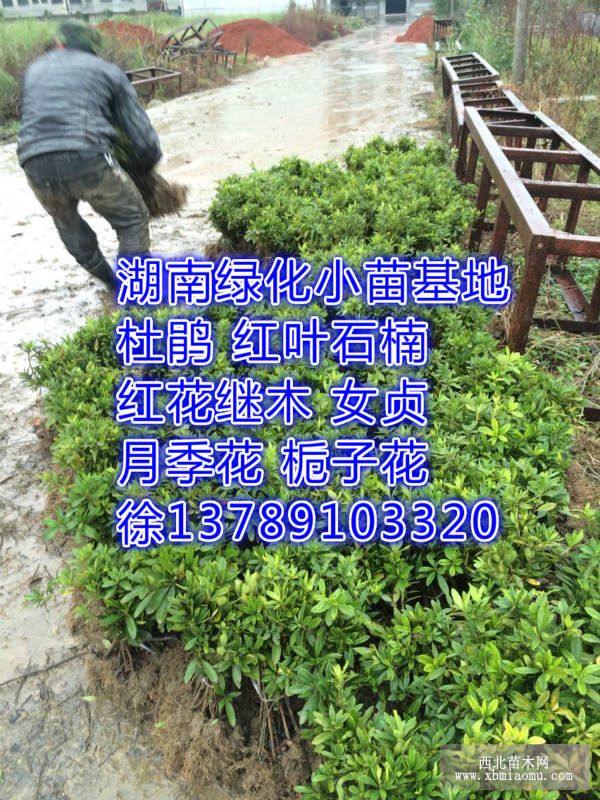 毛杜鹃价30公分高度