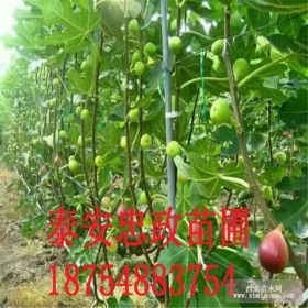 批发无花果苗 无花果苗基地 哪里有无花果苗