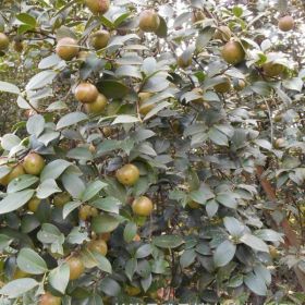 湖南油茶树基地供应 高产油茶苗 油茶嫁接茶花价格低 绿化苗木