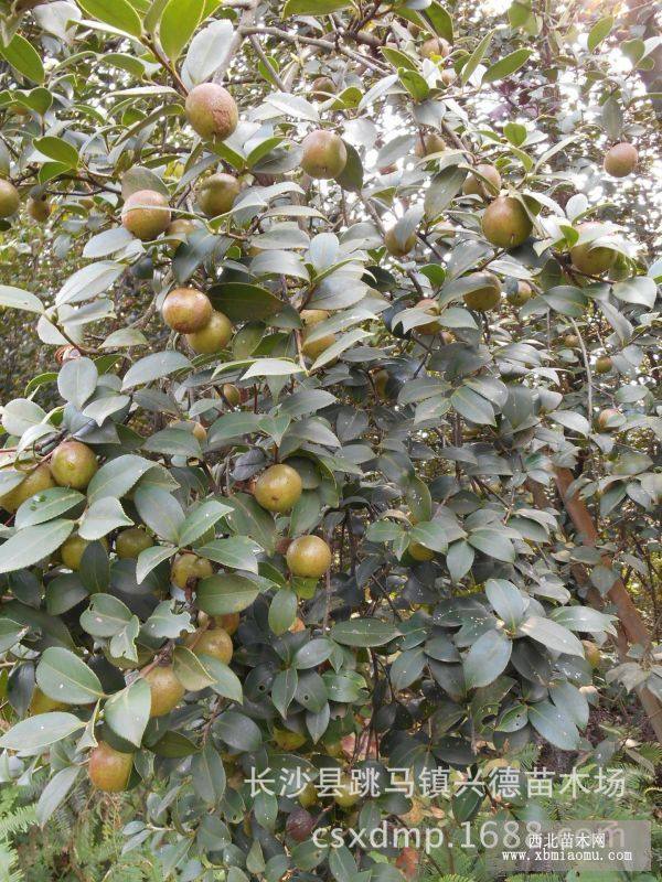 油茶嫁接茶花