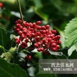 供應(yīng)大紅椒花椒苗 品質(zhì)優(yōu)種類(lèi)全