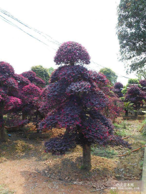 造型红花檵木