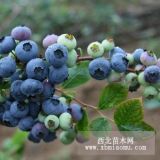 供應優(yōu)質(zhì)4年藍豐藍莓苗