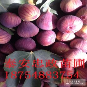 山东无花果苗 花果苗基地 无花果苗品种批发