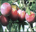 供應(yīng)安哥諾李子苗 口感甜蜜 產(chǎn)量豐