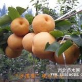 供應(yīng)中油5號(hào)蘋果苗 品種多品質(zhì)高