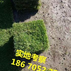 福建草皮/马尼拉草皮价格福建