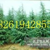 1米雪松（现在)价格多少钱