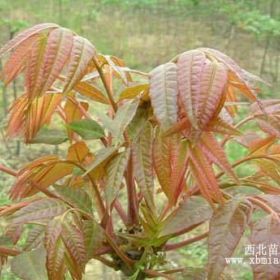 供应泰山香椿苗 易栽培