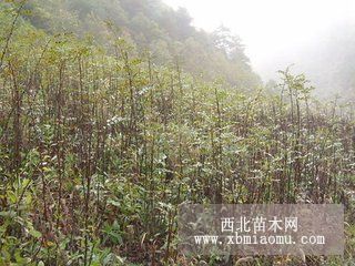 供应大红袍花椒苗 丰产性强