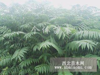 供应大棚香椿苗 大棚香椿苗培植方法