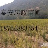 山東石榴樹苗軟籽石榴苗 3公分石榴樹苗價(jià)格 當(dāng)年坐果的石榴苗