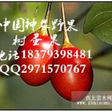 樹蛋果種苗批發(fā)供應(yīng)