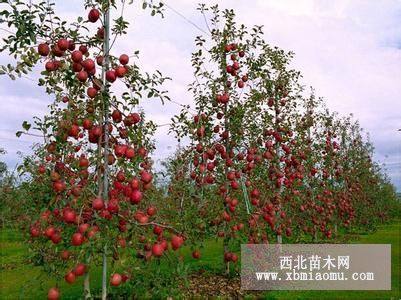 苹果树核桃树