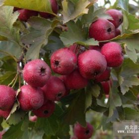 供应甜山楂苗 山楂苗价格