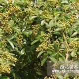 2公分小紅椒花椒苗 花椒苗品種