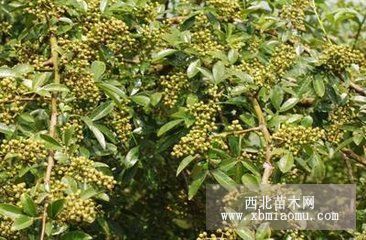 2公分小红椒花椒苗 花椒苗品种