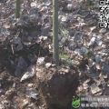 紫葉李報價 紫葉李基地 紅葉李價格 沭陽紫葉李