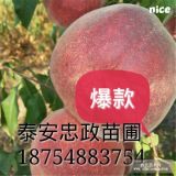 晚熟桃樹(shù)苗 1公分桃樹(shù)苗 晚熟品種的桃樹(shù)苗價(jià)格