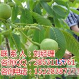 內江嫁接核桃苗管理，內江矮化核桃苗品種，內江8518核桃苗