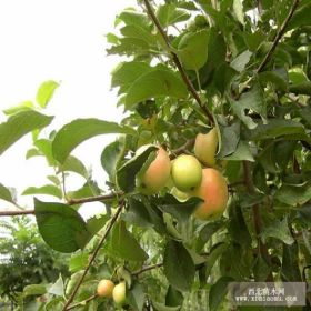 国光苹果苗，多品种苹果苗基地