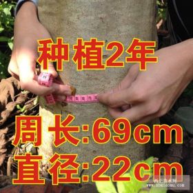 楠白木(印尼白木楠) 廣東速生楠白木替代桉樹