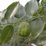 高品質(zhì)核桃樹(shù)苗