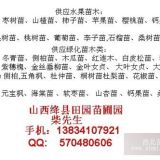 50公分杜梨苗-杜梨苗-当年生杜梨苗