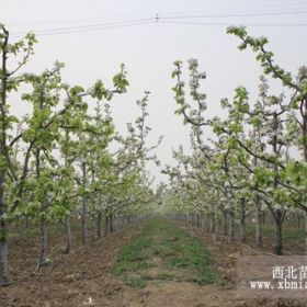 新密柱状梨树苗