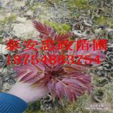 紅油香椿苗哪里有 香椿苗價格 批發(fā)紅油香椿苗