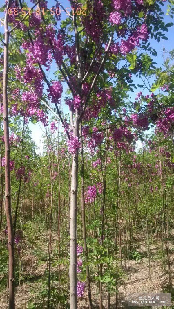 10公分香花槐