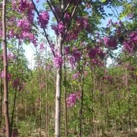 4公分香花槐价格宁夏香花槐基地4公分喜欢花多少钱