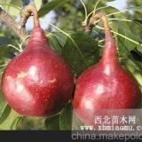 紅梨樹(shù)苗